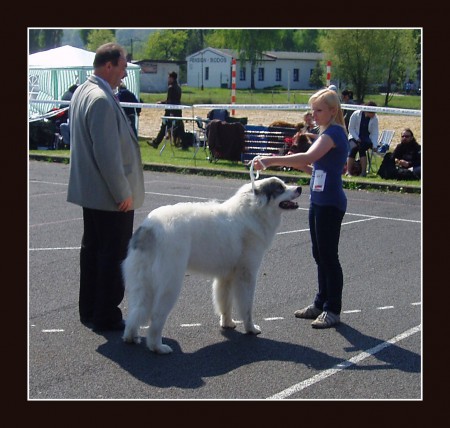 7. 5. 2011 - XVI. Slezská výstava psů Hlučín 2011